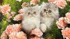 Cats roses Kittens baby animals