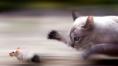 Cats running mice