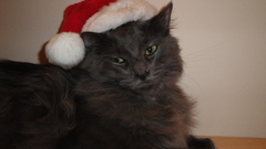 Cats santa claus hat