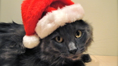 Cats santa claus hat