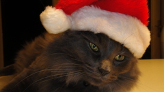 Cats santa claus hat