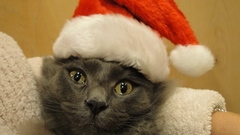 Cats santa claus hat