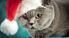 Cats santa claus hat