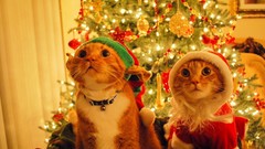 Cats santa elves Christmas trees
