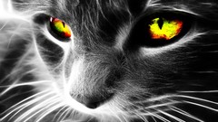 Cats selective coloring