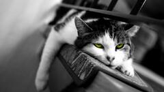 cats selective coloring Animals yellow eyes feline Mammals