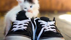 Cats Shoes