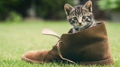 Cats Shoes Kittens boots