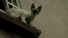 Cats siamese blue eyes
