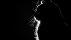 Cats silhouettes sitting