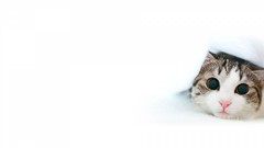 Cats Simple Background