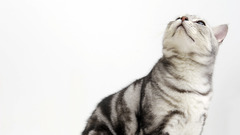 Cats Simple Background