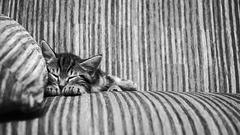 Cats sleeping