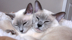 Cats sleeping