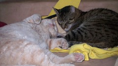 Cats sleeping animal