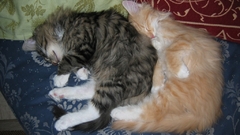 Cats sleeping animal