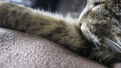 Cats sleeping Animal Collective