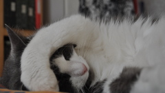 Cats sleeping cat animal