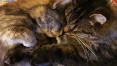 Cats sleeping Kittens hugging