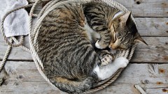 Cats sleeping Ropes