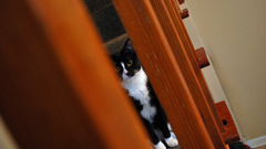 Cats stairways Tuxedo cat