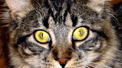 Cats stare cat animal