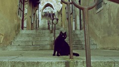 Cats streets Le Mans stairways FILSRU