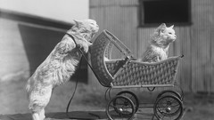 Cats stroller grayscale old photography