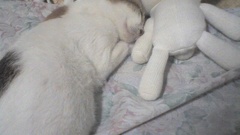 Cats stuffed Animals animal