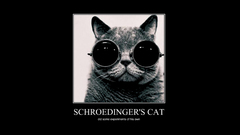 Cats sunglasses Schrödingers Cat