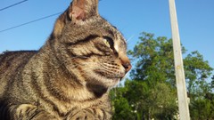 Cats sunlight blue skies