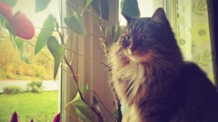 Cats sweden swag siberiancat