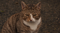 Cats tabby cat animal