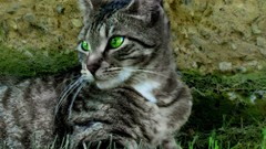 Cats tabby green eyes