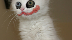 Cats the joker