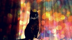 Cats The King shakespeare