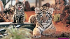 Cats Tigers cubs Kittens
