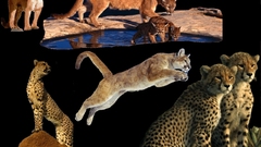 Cats Tigers Lions cat