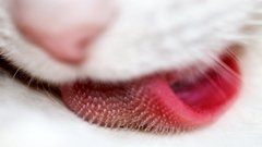 Cats tongue