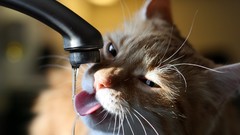 Cats tongue drinking