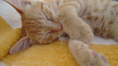 Cats towels closed eyes