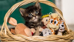 Cats Toys Kittens baskets pets