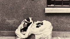 Cats Turkey grayscale webolizma