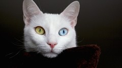 Cats Turkey heterochromia turkish van cat