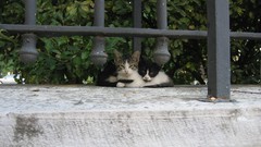 Cats Turkey Istanbul