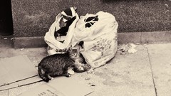 Cats Turkey webolizma