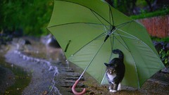 Cats Umbrellas