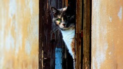 Cats venice houses doors
