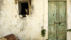 Cats wall houses doors