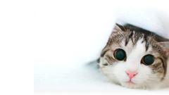 Cats white background